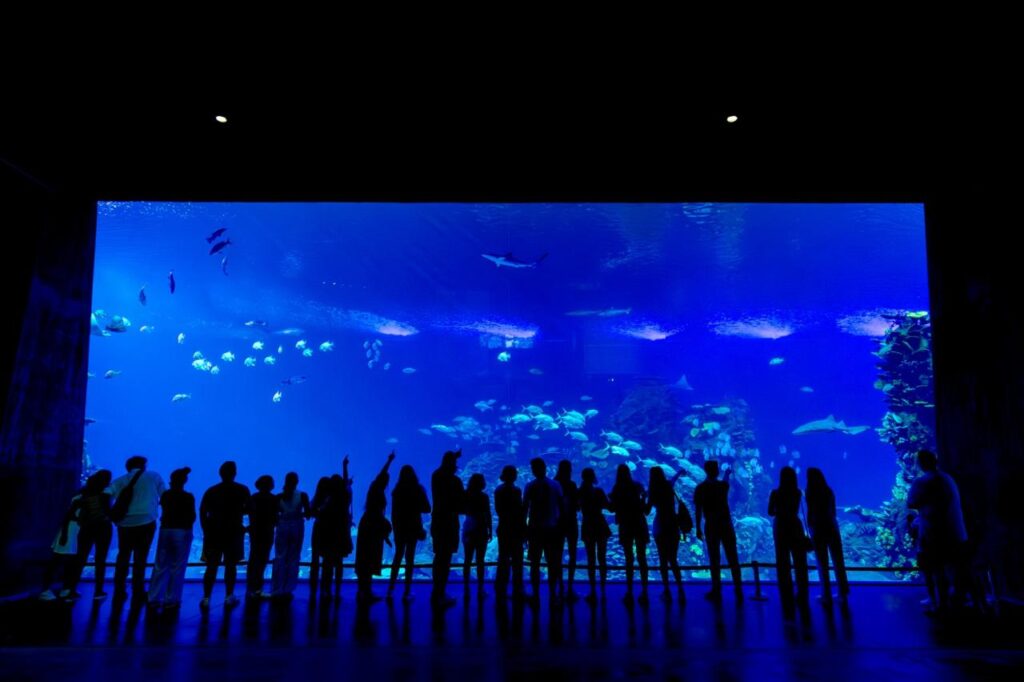 Gran Acuario Mazatlán celebra 3 años: 1,000 rescates y casi 2.3 millones de exploradores