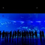 Gran Acuario Mazatlán celebra 3 años: 1,000 rescates y casi 2.3 millones de exploradores