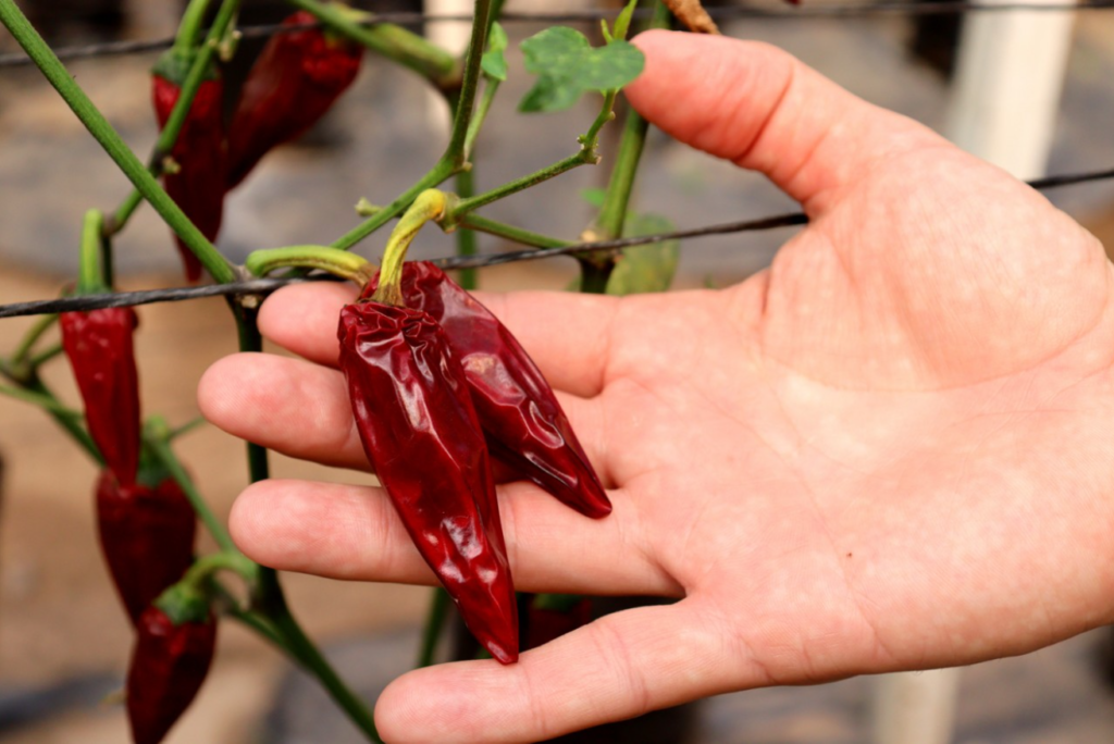 Investigador busca preservar especies de chile silvestre ante el cambio climático; plantean renovar bancos de semillas por la creciente urbanización