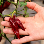 Investigador busca preservar especies de chile silvestre ante el cambio climático; plantean renovar bancos de semillas por la creciente urbanización