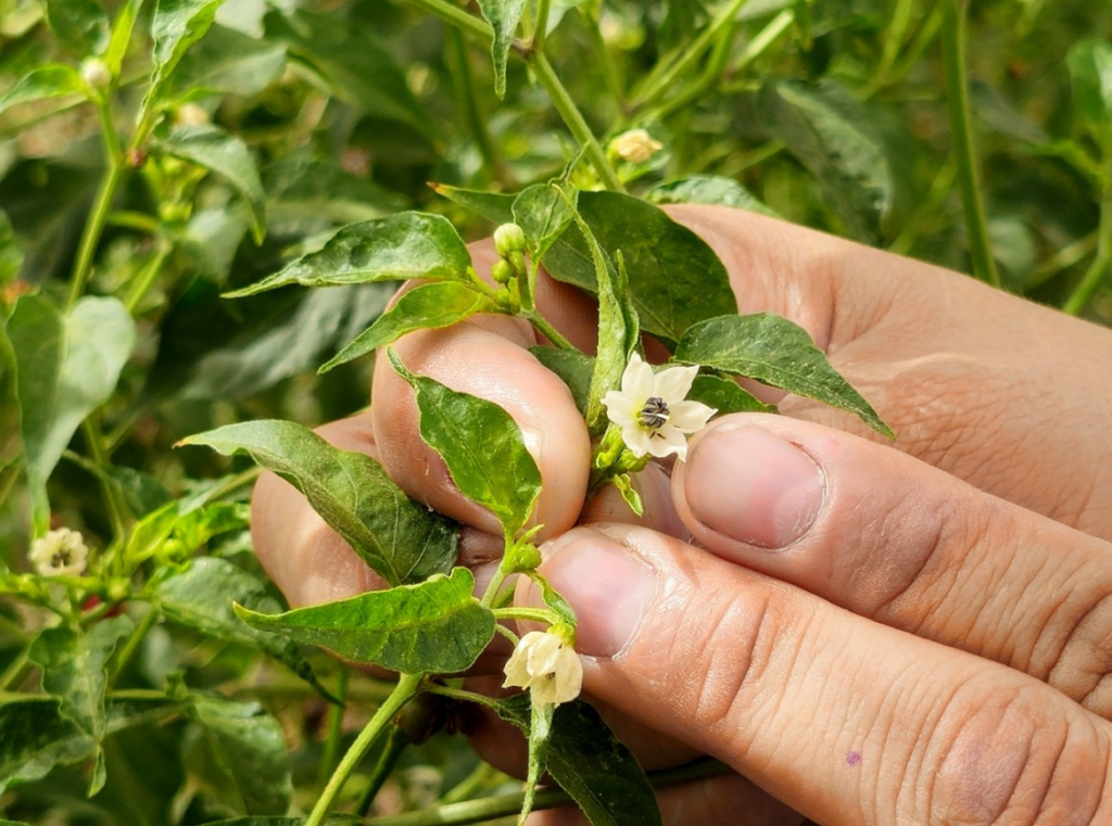 Impulsa la Facultad de Agronomía de la UAS innovación genética en el cultivo de chiltepín; investigador lidera proyecto para su rescate y mejoramiento