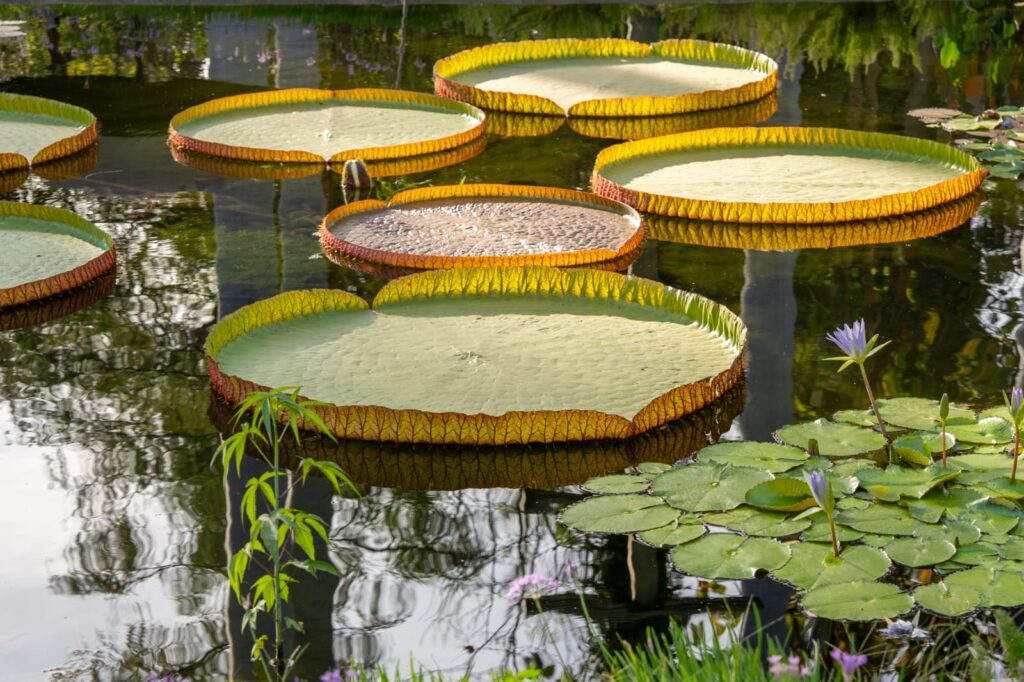 La “gigante flotante del Amazonas” ya puede verse en el Jardín Botánico Culiacán