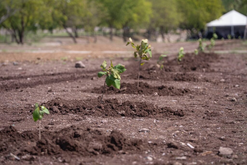 En marcha Proyecto de Arborización Masiva para el Municipio de Culiacán