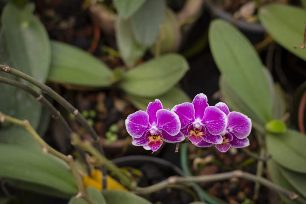 Jardín Botánico Culiacán vive un julio lleno de cultura, naturaleza y experiencias para toda la familia