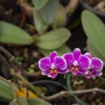 Jardín Botánico Culiacán vive un julio lleno de cultura, naturaleza y experiencias para toda la familia