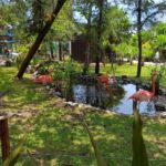 El color vuelve al mar, conoce a los flamencos en el Gran Acuario Mazatlán
