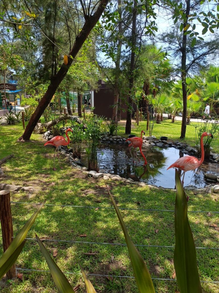 El color vuelve al mar, conoce a los flamencos en el Gran Acuario Mazatlán
