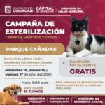 Invitan a jornadas gratuitas de esterilización para perros mestizos y gatos en Infonavit Cañadas