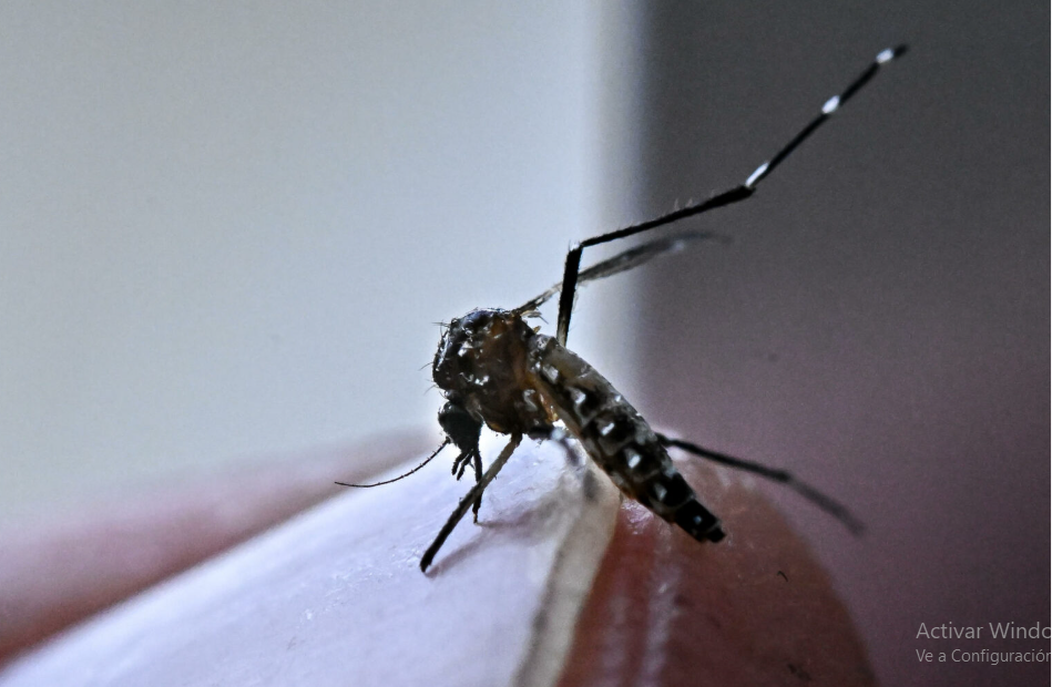 Casos de dengue continúan en aumento; autoridades reportan siete fallecimientos en México