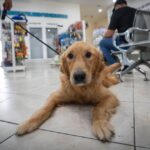 Ana Miriam Ramos entrega distintivo NAFIN a Veterinaria Mascota Palacio