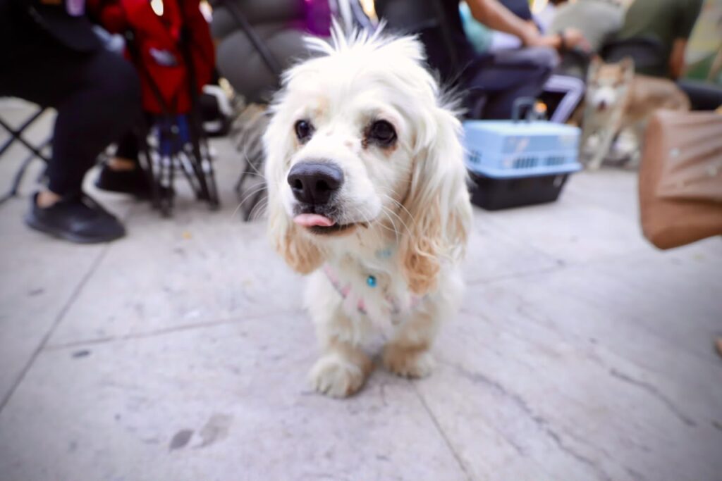 Fortalece Gobierno de Sinaloa campañas de esterilización canina y felina con inversión de 1.6 millones de pesos