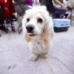Fortalece Gobierno de Sinaloa campañas de esterilización canina y felina con inversión de 1.6 millones de pesos
