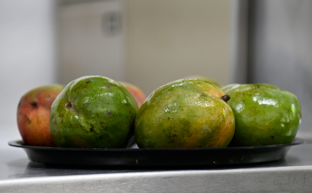 Científicos de la UAS desarrollan biopelículas comestibles a base de plantas regionales para prolongar la vida de las cosechas y reducir pérdidas agrícolas