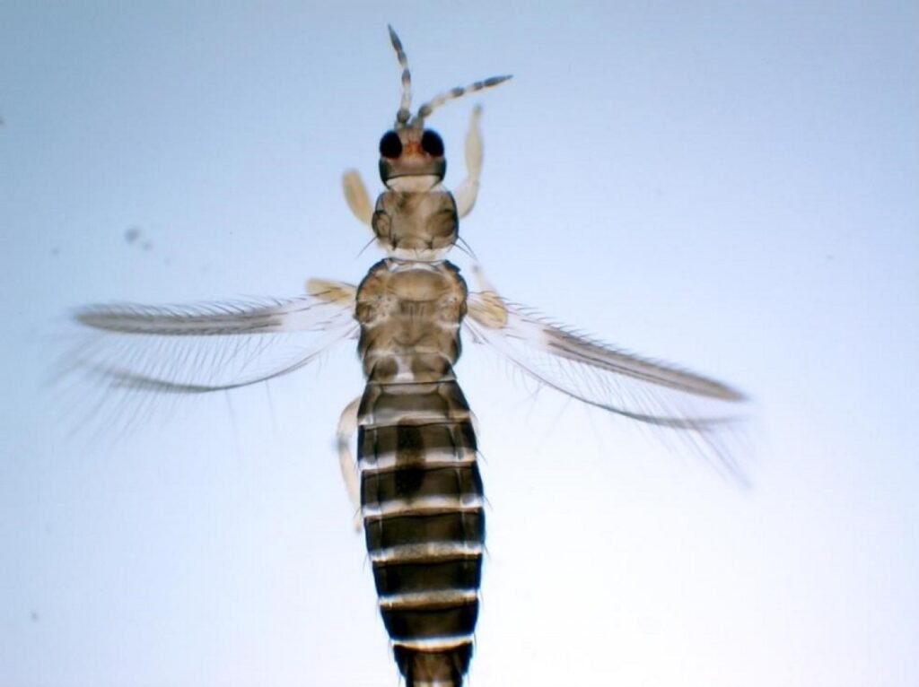 ¡Menos insecticidas, más biodiversidad! Tecnologías regenerativas muestran resultados en el control del Thrips parvispinus, destaca investigador chileno