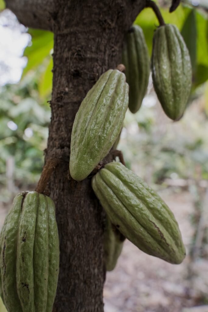 Las plantas también cuentan la historia de los pueblos