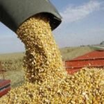 Maíz supera los 200 dólares, pero Sinaloa exige que el campo sí sea rentable
