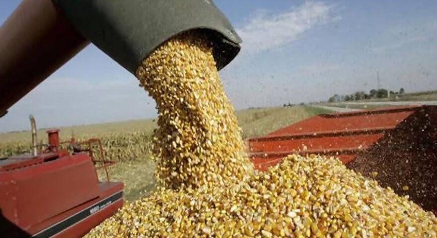Maíz supera los 200 dólares, pero Sinaloa exige que el campo sí sea rentable