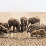 La tecnología permite a los humanos adaptarse al cambio climático sin modificar su organismo, mientras la biodiversidad enfrenta una carrera contra el aumento de las temperaturas