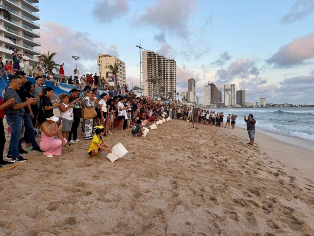 Mazatlán liberará 280 crías de tortuga golfina este jueves
