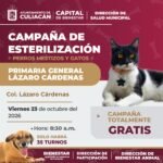 Invitan a campaña gratuita de esterilización para perros criollos y gatos en Culiacán