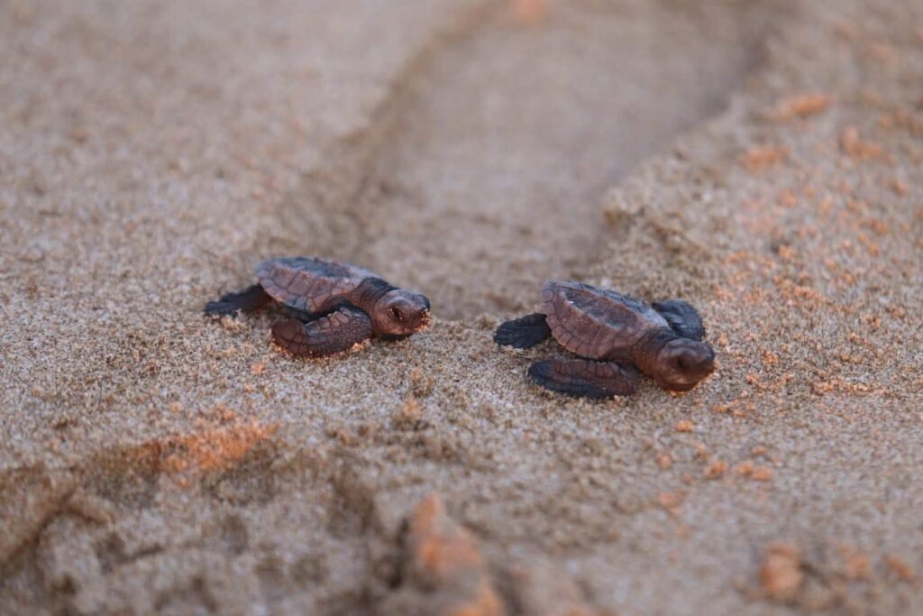 Gobierno de Mazatlán invita a liberar 250 crías de tortuga golfina este viernes