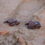 Gobierno de Mazatlán invita a liberar 250 crías de tortuga golfina este viernes